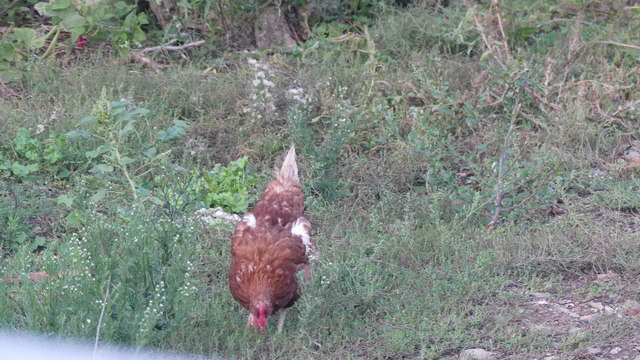 huhn