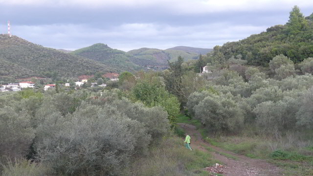 olivenwanderung